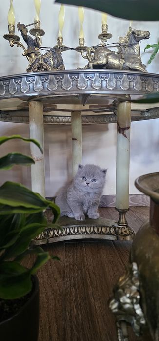Британско дългокосместо коте