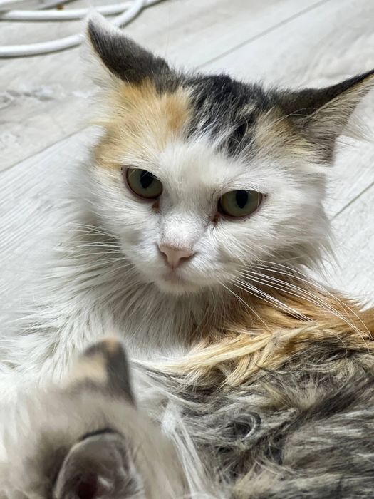 Кошка Лея, 2 года в семью