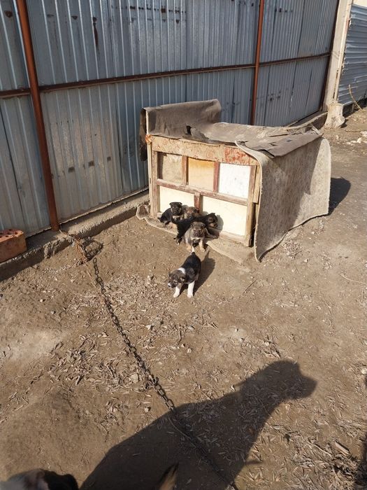 Продам щенят овчарки