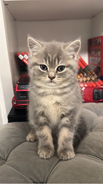 Puiuti british shorthair