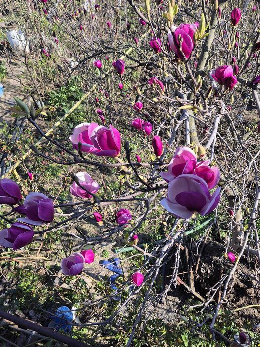 Vand magnolii Colibasi/ Mioveni/ Arges
