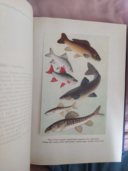Книга Промысловые рыбы СССР.1949 г