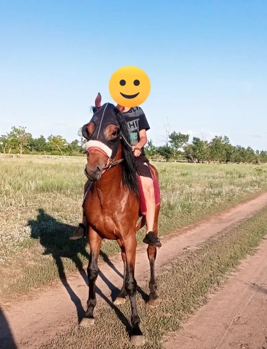 4жасар Айгыр сатам