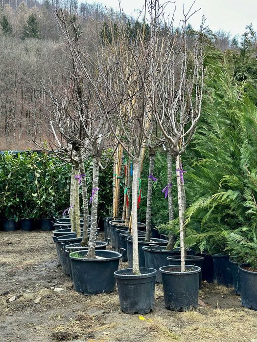 Selecție de Arbori Veșnic Verzi – Prospețime și Culoare tot Anul