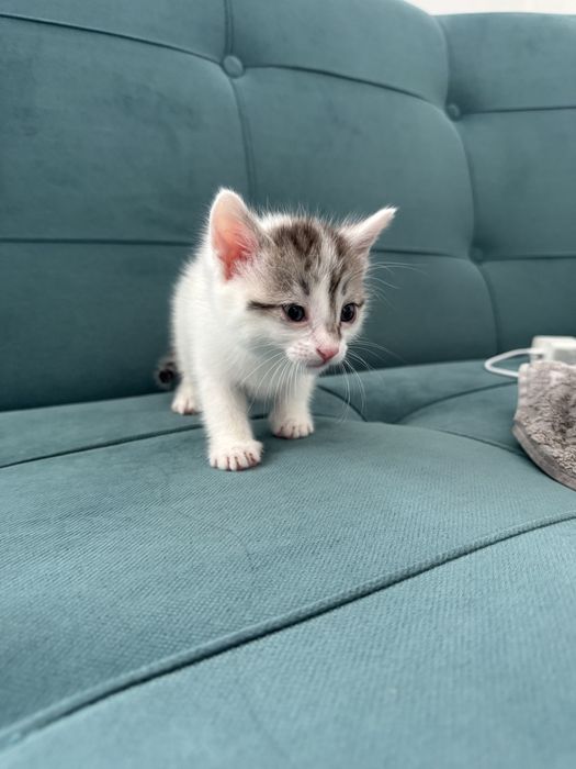 Котята девочки ищут дом