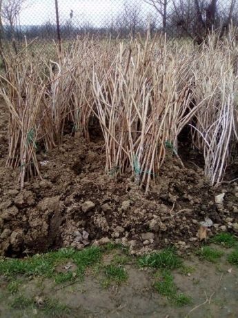 Material saditor: butasi mur si zmeur