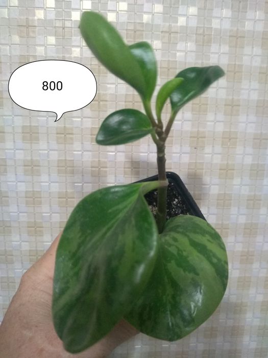 Продам Сингониумы.Пеперомии