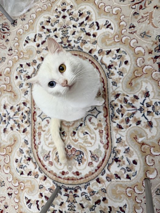 Кошка турецкий ван