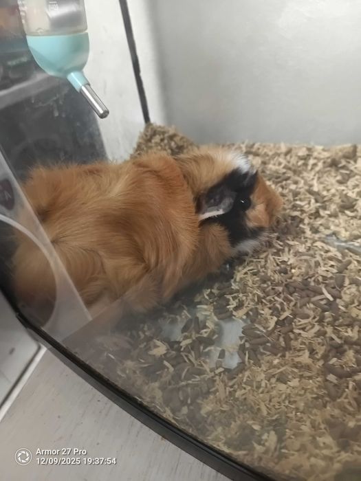 Подарявам морско свинче на 3месеца