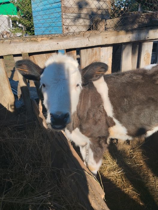 Продам тёлочку от молочной коровы