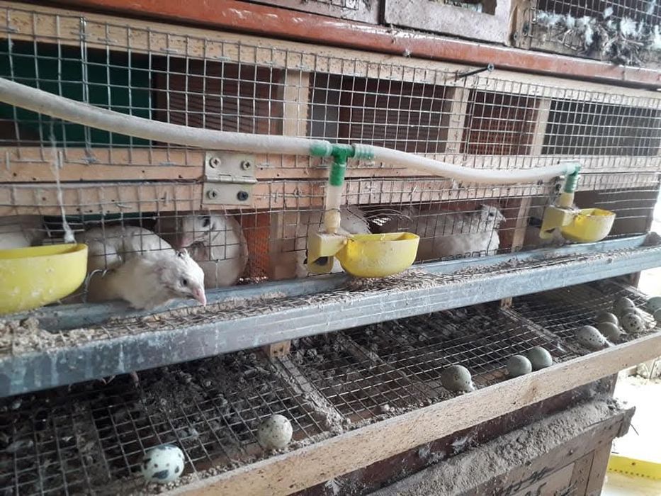 Prepelite ouătoare!