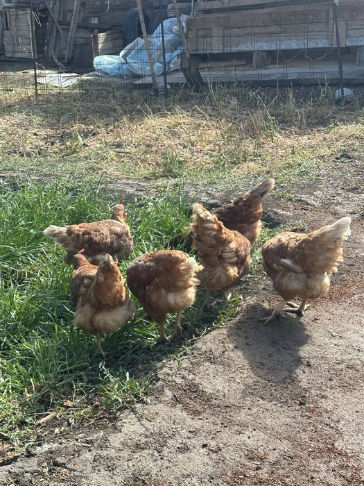 Продам 8 несушек 6 домащних