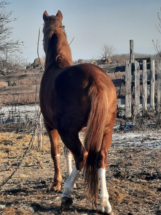 Жеребец, Айғыр, продам 6 летка