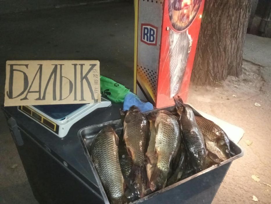 Рыба свежая, с Балхаш