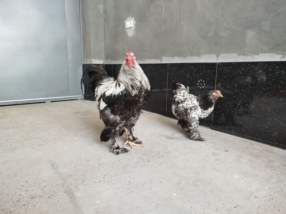 Sifatli Bramo tuhumlari ochirish uchun