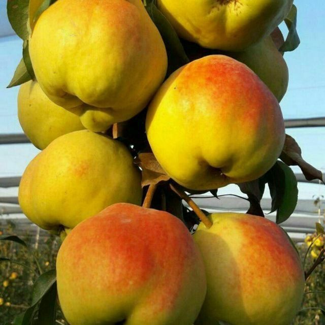 NOK НОК Koʻchaatlari sotuvda sortiga kafolat beramiz