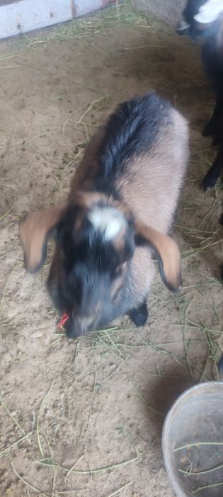 Ешкі лақтарымен  сатылады