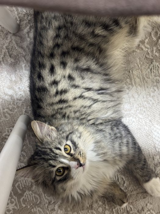 Ласковый и игривый пушистик