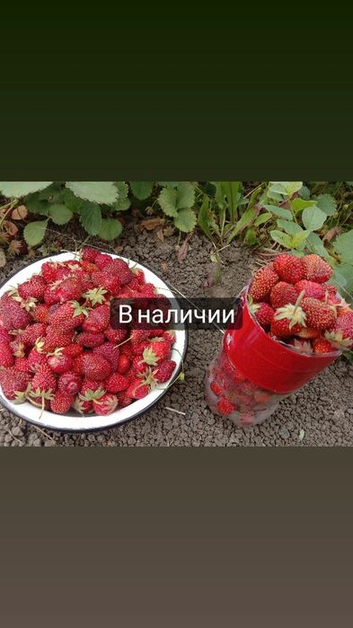 Клубника дачная домашняя 3000