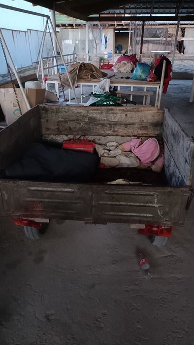 Продам два муравей