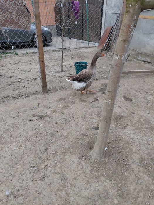 Vând o gâscă moțată metis Toulouse