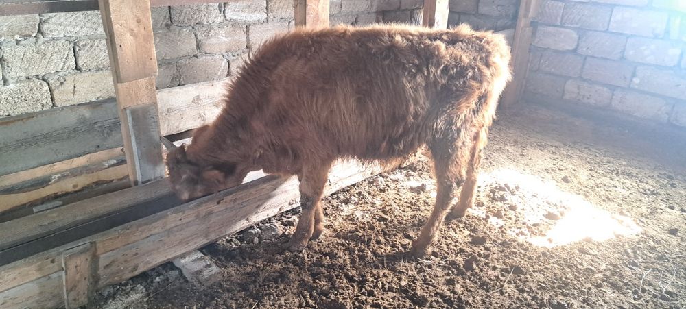 4 бас еркек баспақ сатылады