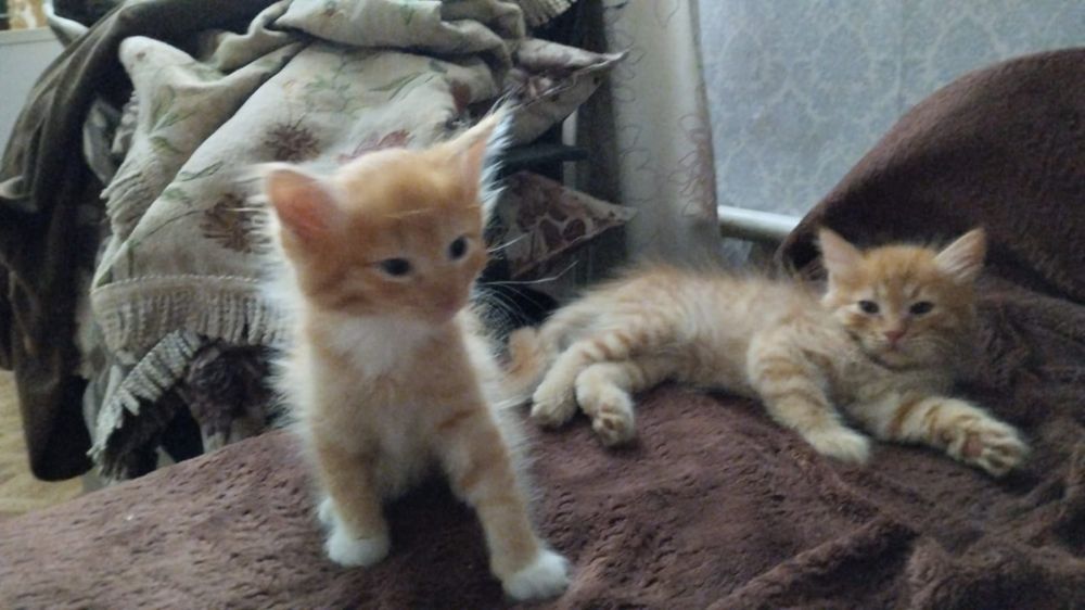 Мы ищем дом для котят
