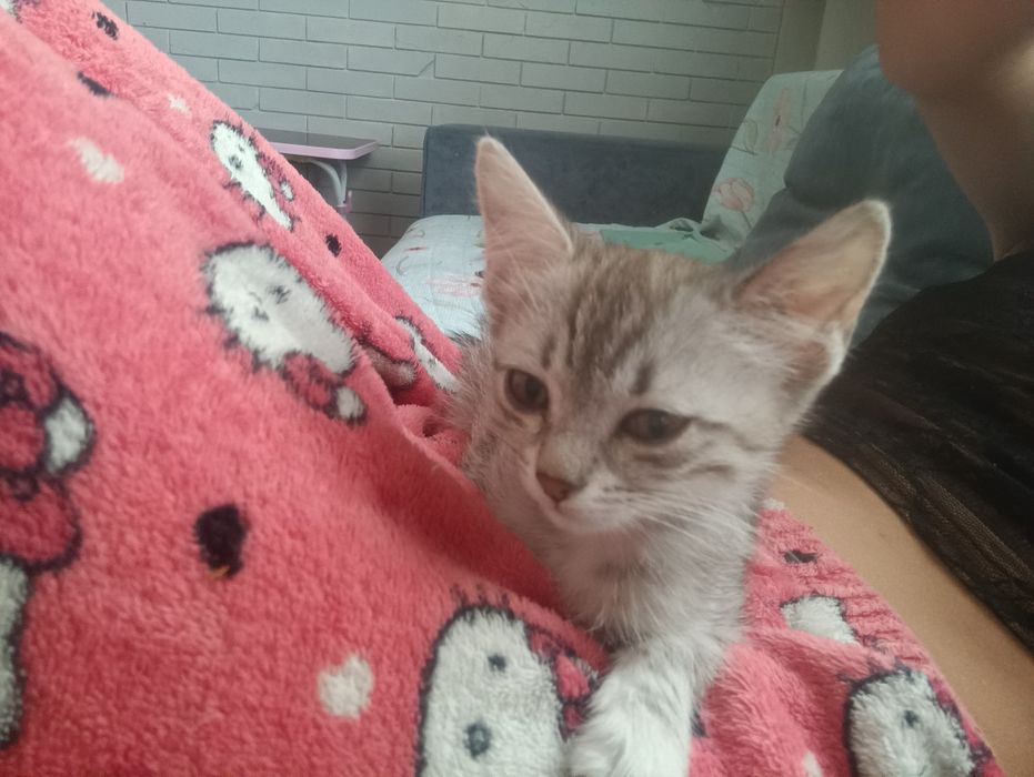 Котенок девочка бесплатно