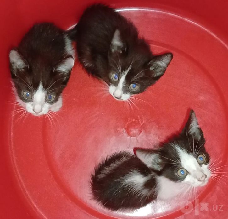 Котята два месяца