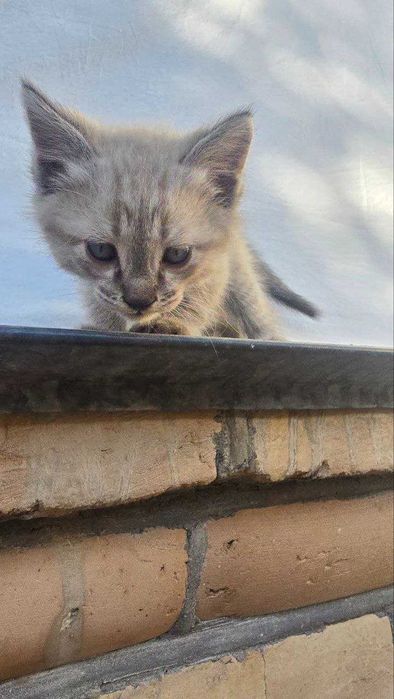 Отдам котят в хорошие руки