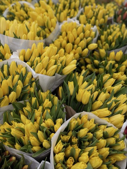 Тюльпаны желтые и белые