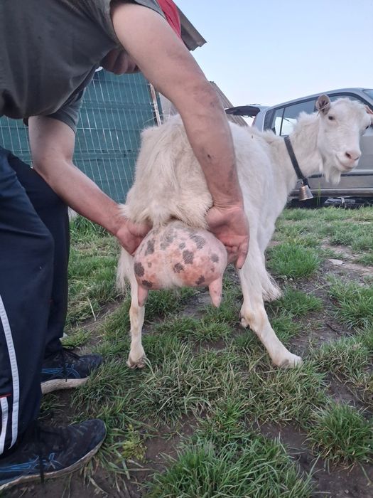 Capra  nemtasca  de 4 ani  buna  de lapte