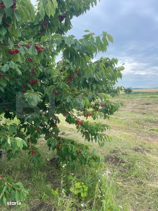 Teren 500 mp intravilan Valea Ursului-