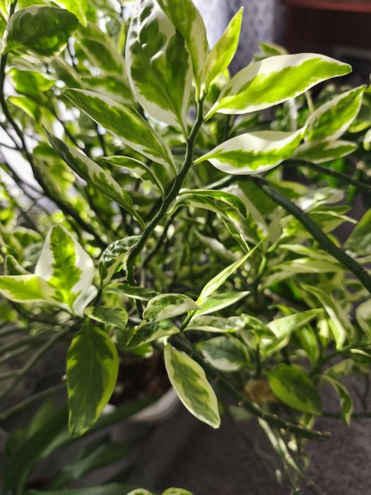 Продам цветы для дома