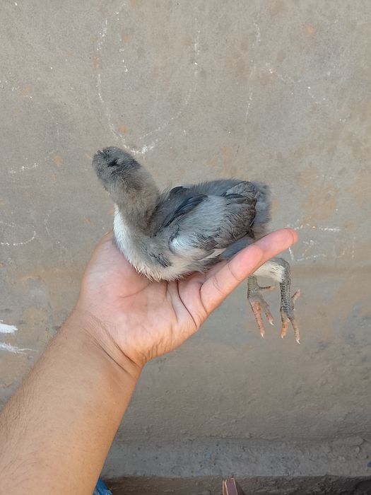 Gigant qora shagzoda jojalari 10 kunli