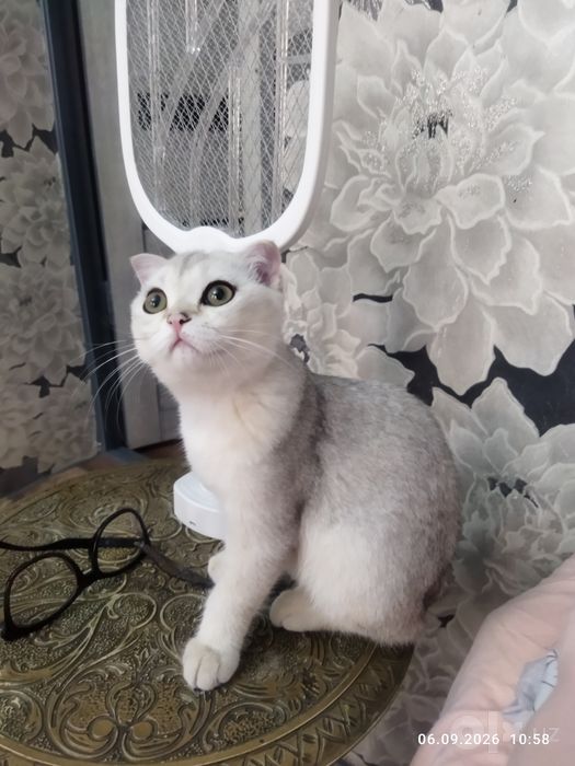 Продается шикарные котята