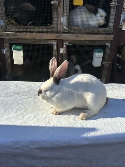 Iepuri Hycole cu transilvania