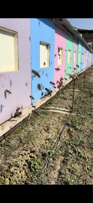 Оплодотворенные матки карника F1