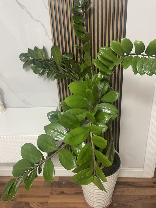 Продам замиокулькос