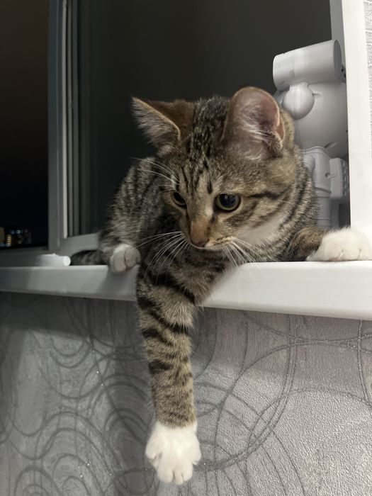 Мысық, котик 8 айлық срочно !!!