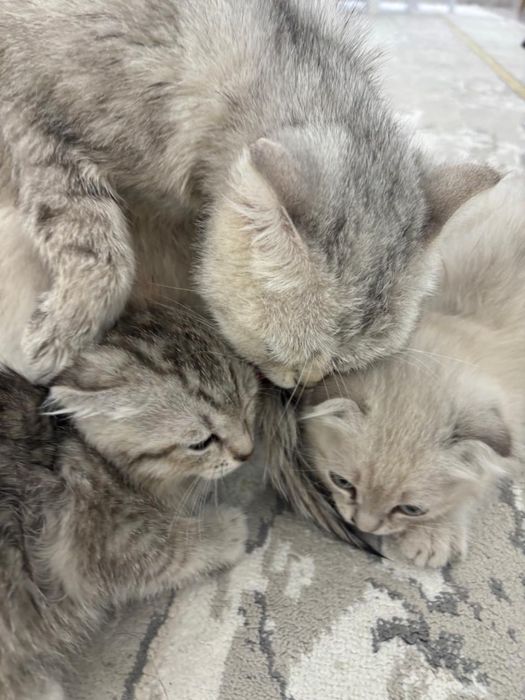 Кошки шотландские