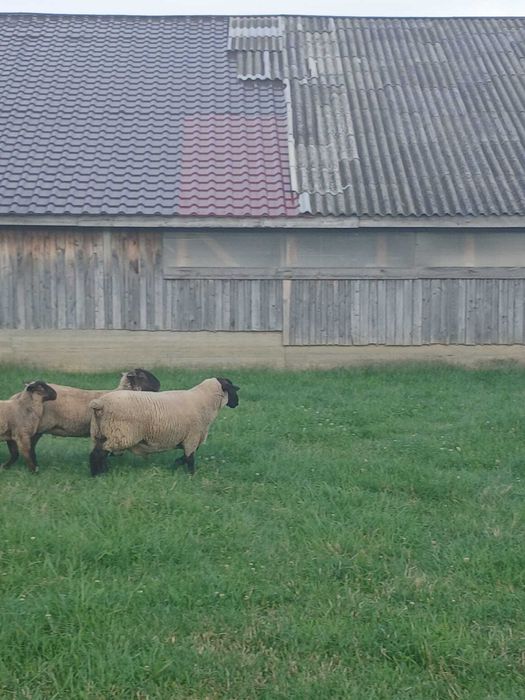 Vând berbec Suffolk rasa pura