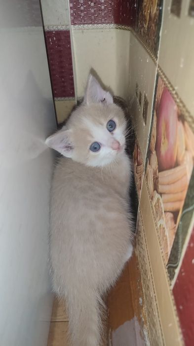 Отдам котят в хорошие руки