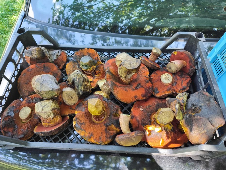 гъби буркани прясна замразена суха манатарка сърнела сладко консерва