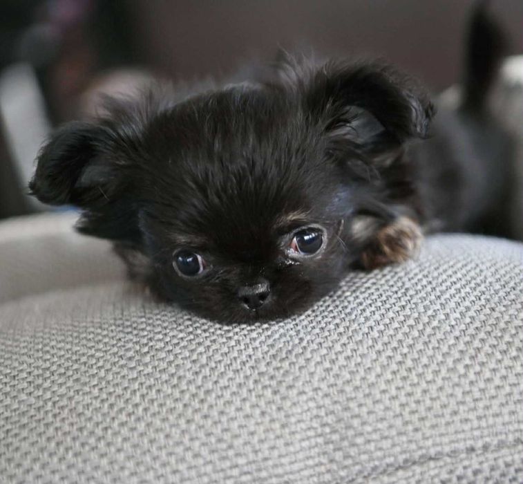 Женско миниатюрно дългокосместо чихуахуа черно с подпали