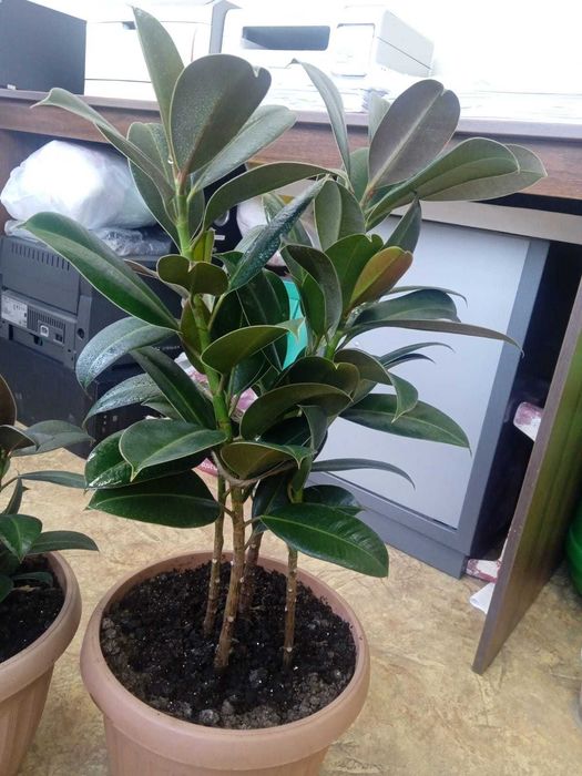 Шикарные фикусы!