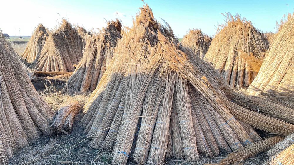 Stuf Nou/Uscat, TRESTIE, acoperiri cu Stuf (NEW REED)