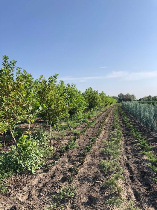 Vand platan englezesc calitate extra