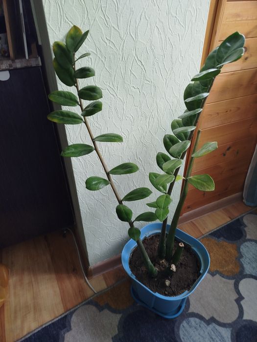 Продам замиакулькас