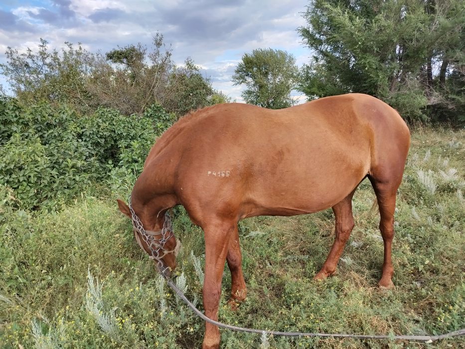 Продам кобылу обучения. с. Ленинское